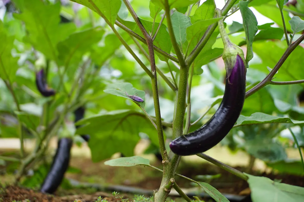 Eine Hand schneidet eine reife, glänzende Aubergine mit einer Gartenschere vom Stiel ab.