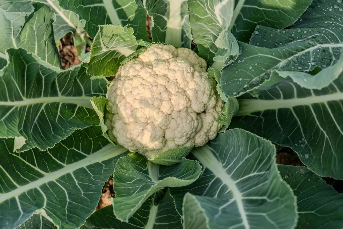Ein reifer Blumenkohlkopf mit großen, grünen Blättern wächst in einem Gartenbeet.