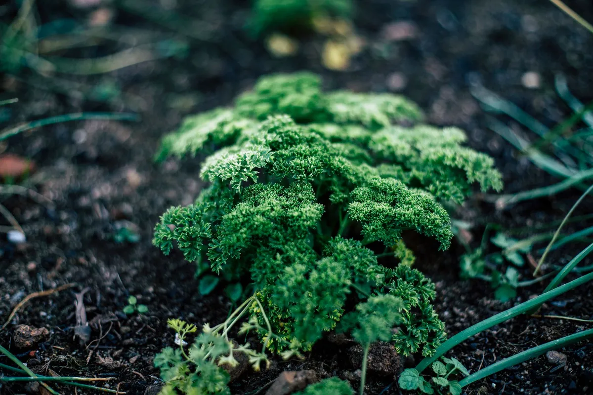 Ein dichter Busch mit kräftig grüner, glatter Petersilie wächst in einem Gartenbeet.