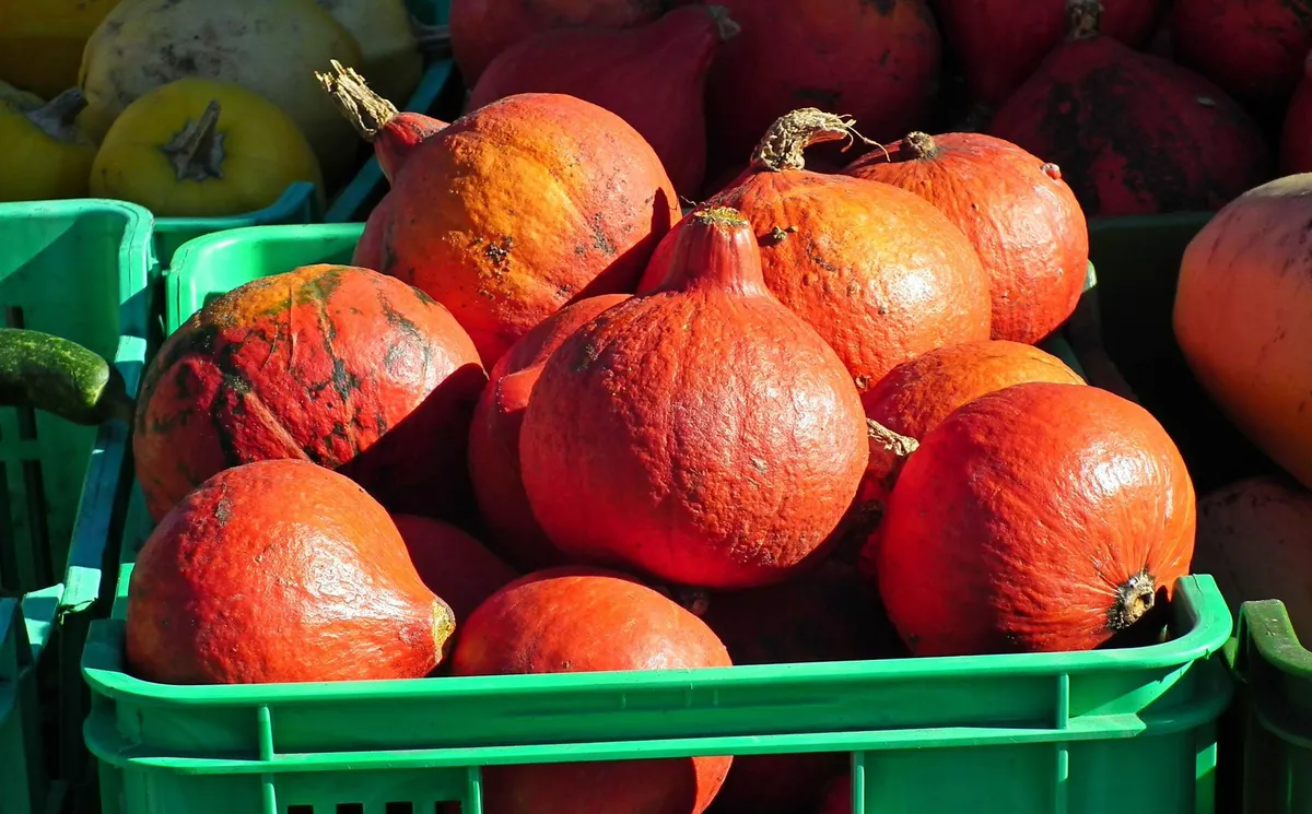 Ein leuchtend oranger Hokkaido-Kürbis wächst in einem Hochbeet zwischen grünen Blättern.