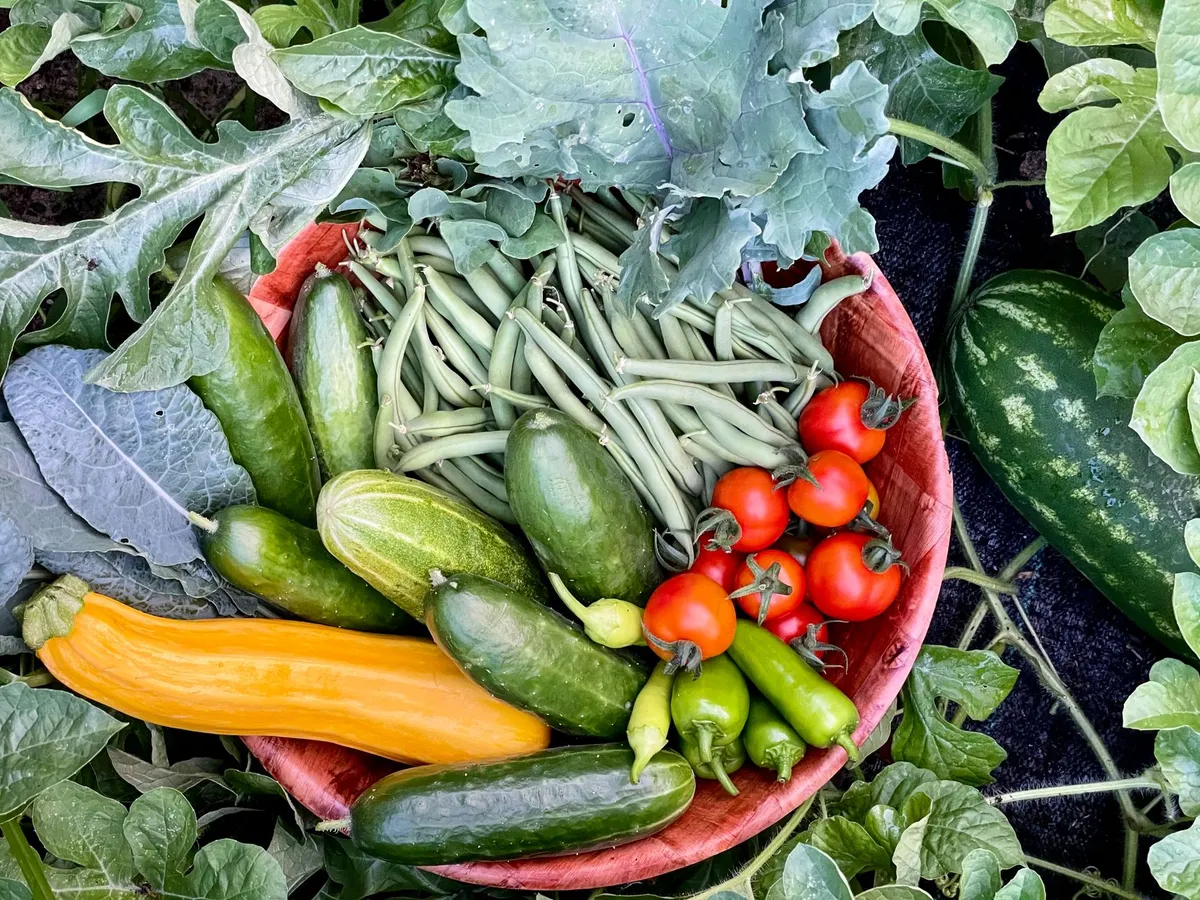 Ein Korb voller bunter, erntefrischer Gemüsesorten wie Karotten, Zucchini und Tomaten.