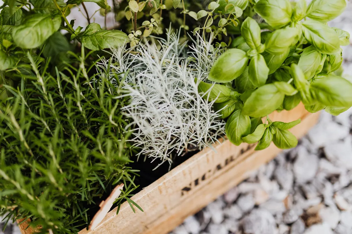 Nahaufnahme von frischem Thymian, der im Gartenbeet zwischen Steinen wächst.