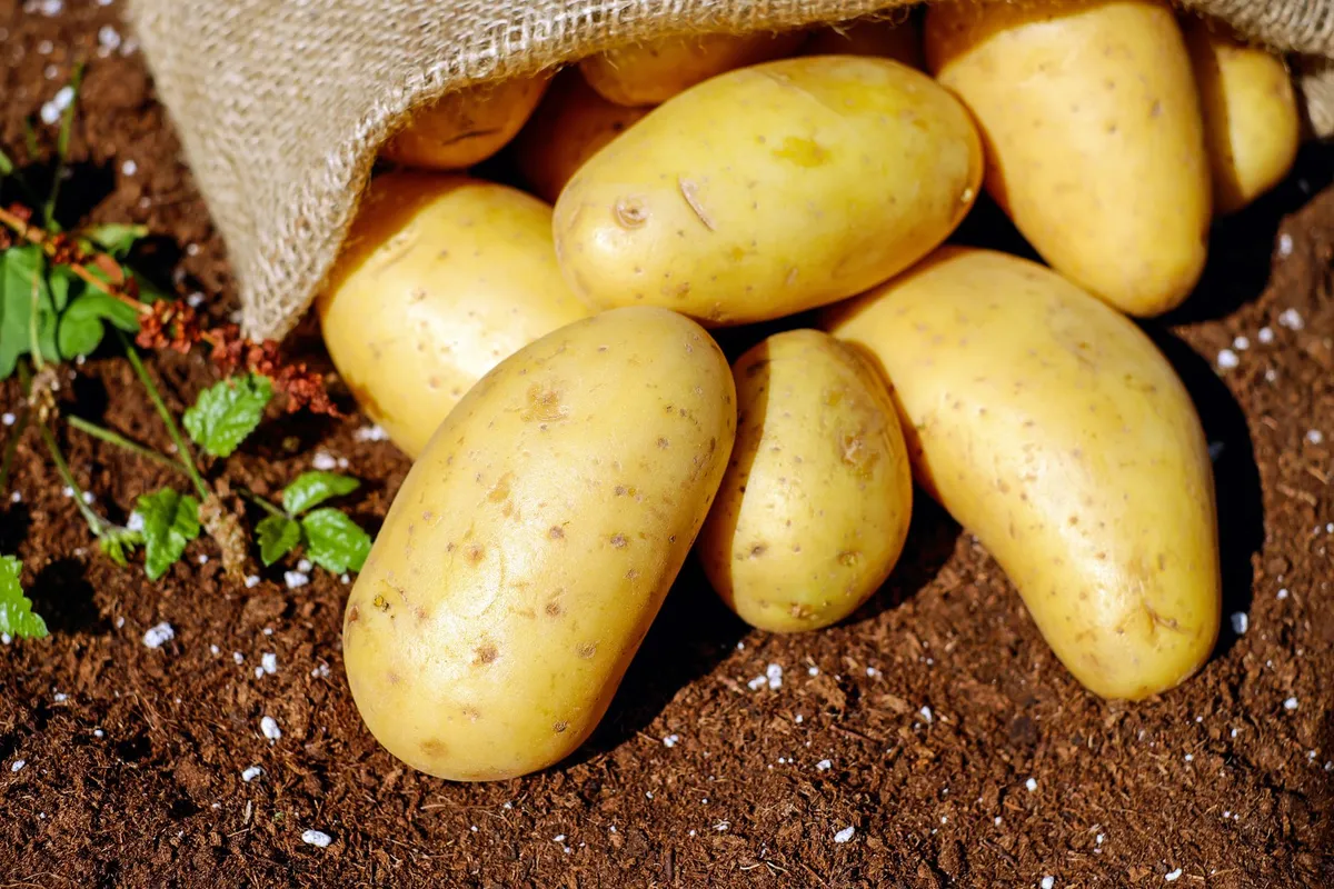 Ein Korb voller frisch geernteter Kartoffeln mit anhaftender Erde steht auf dem Beet.