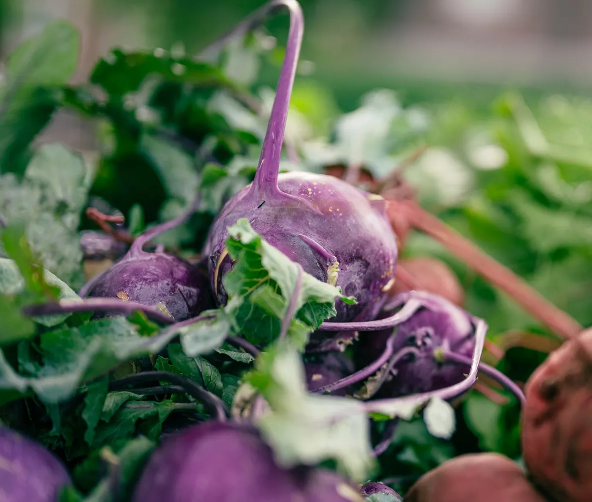 Eine große, reife Kohlrabiknolle wächst in der Erde eines Hochbeets.