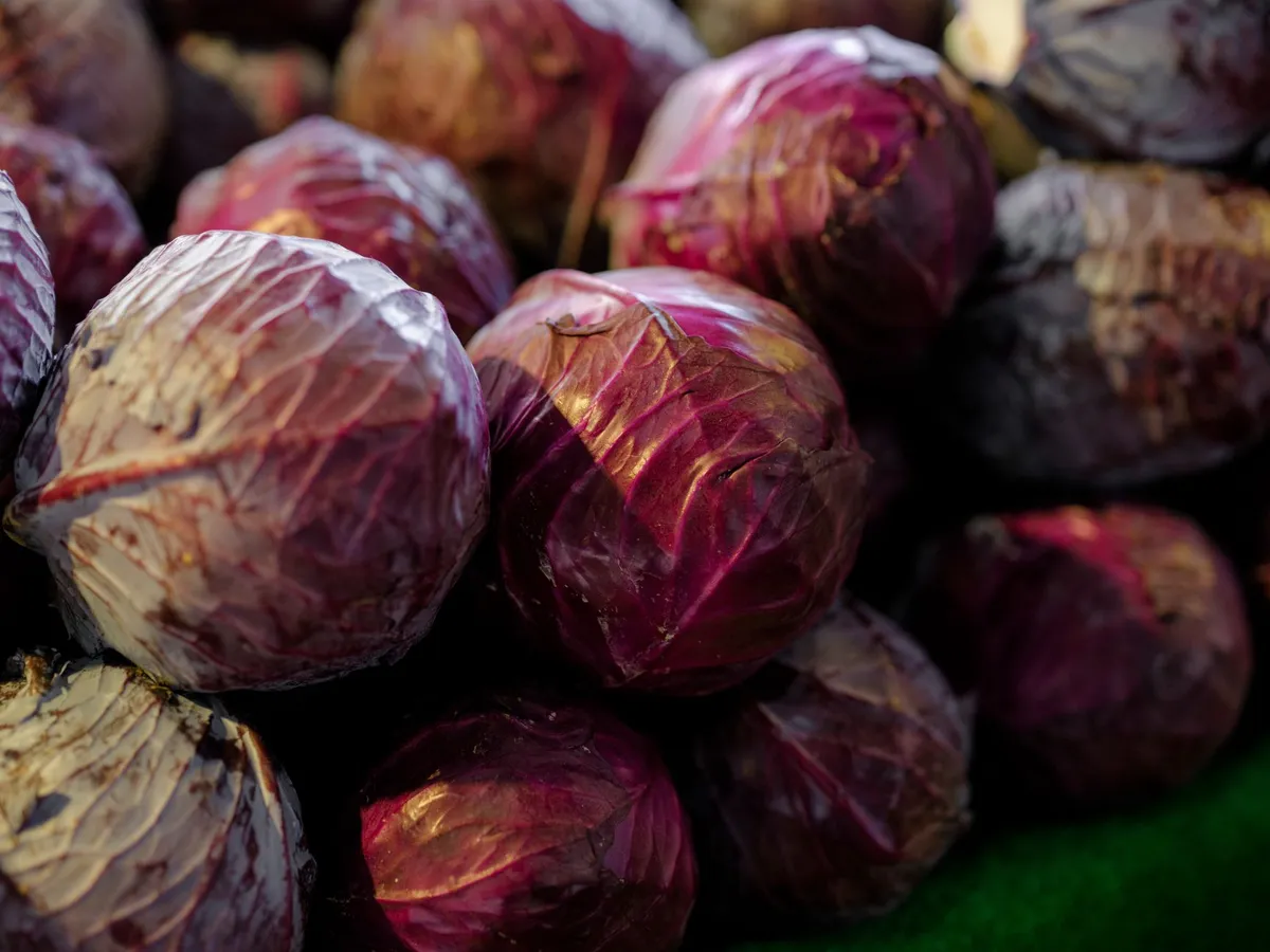 Eine Hand mit einem Gartenmesser schneidet einen Rotkohl am Strunk im Beet ab.