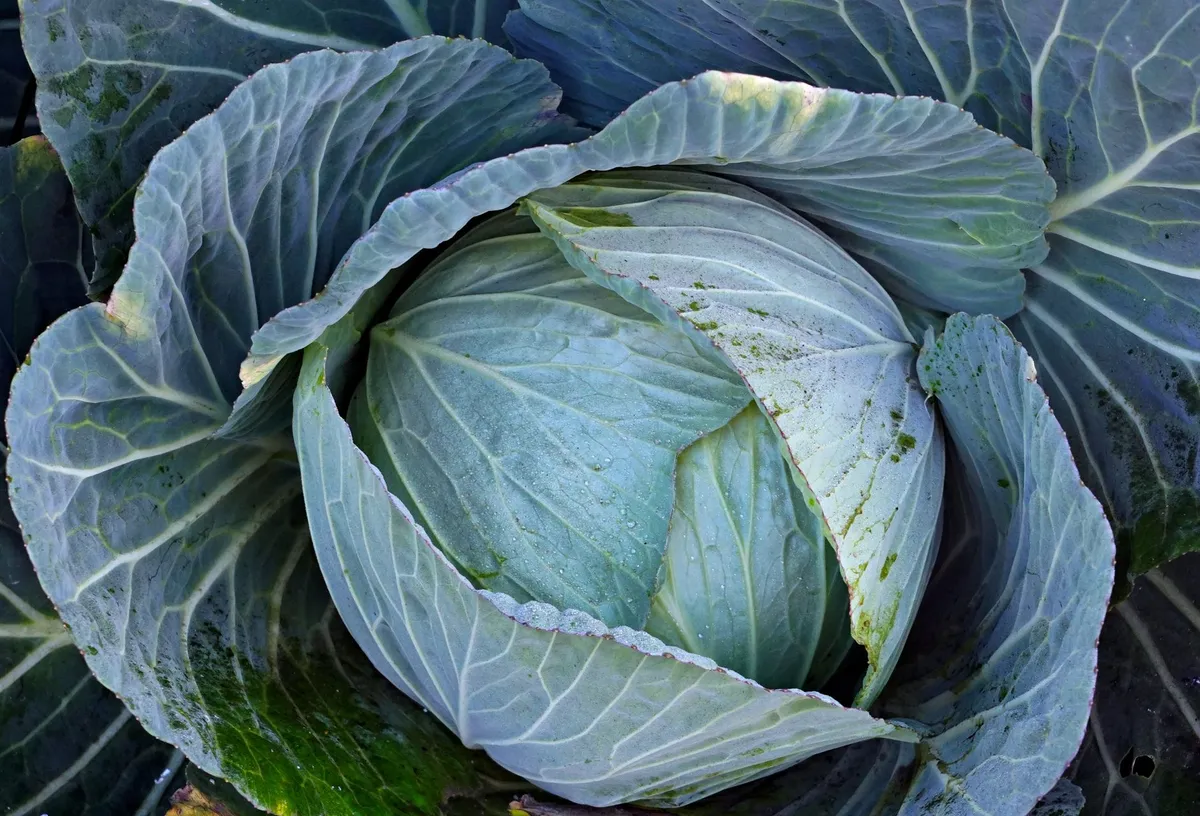 Ein großer, frisch geernteter Weißkohlkopf liegt in einem Gartenbeet.