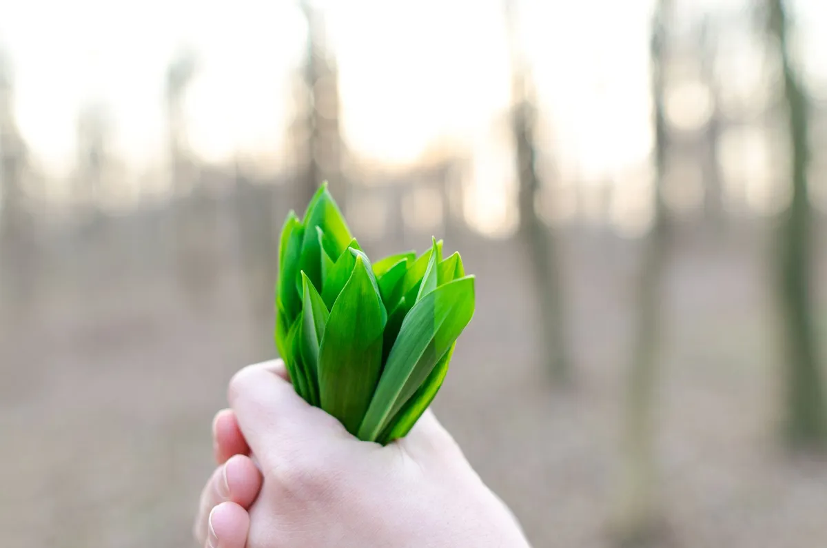 Eine Hand hält ein Bündel frisch geernteten Bärlauch aus dem Garten.