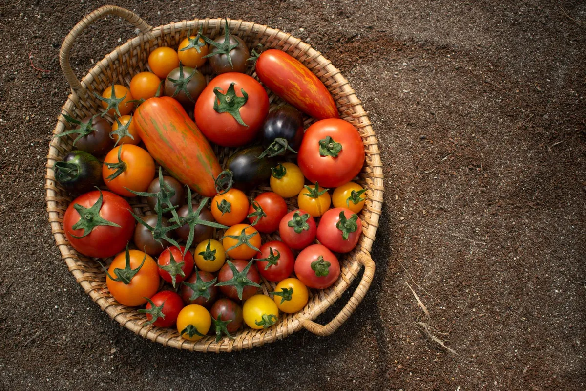 Ein Korb gefüllt mit frisch geernteten, bunten Tomaten verschiedener Sorten.