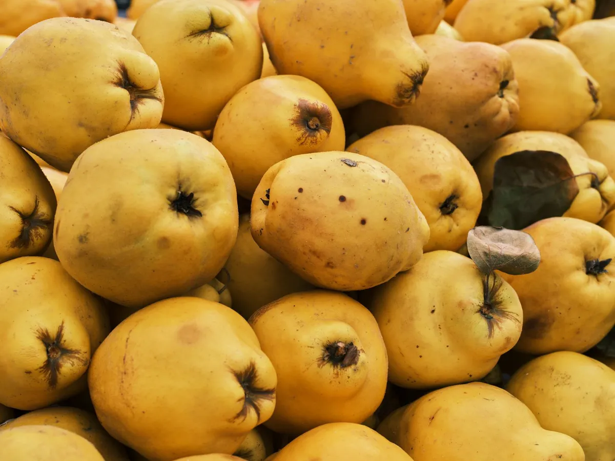 Haufen gelber Quitten mit apfel- und birnenförmigen Früchten, teils mit Flecken und trockenen Blütenresten